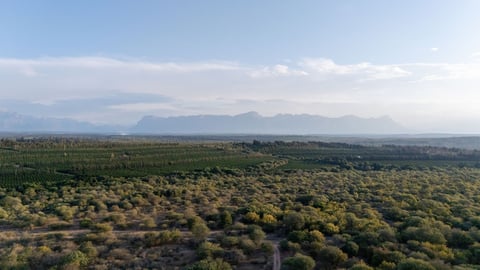 Aerial view of expansive olive groves with distant mountains and cloudy sky on the horizon