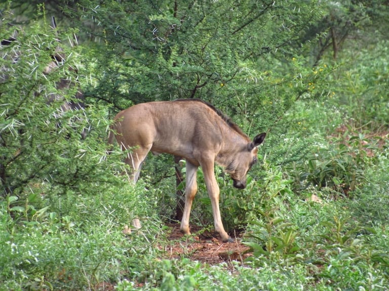 A brown antelope grazing among green shrubs and vegetation in natural bushveld habitat