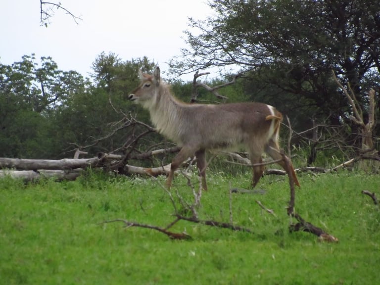 A brown antelope standing in a grassy field with fallen branches and trees in the background