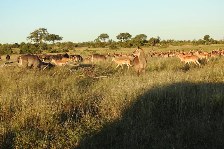 Large herd of antelopes grazing in golden grassland with scattered trees under clear sky