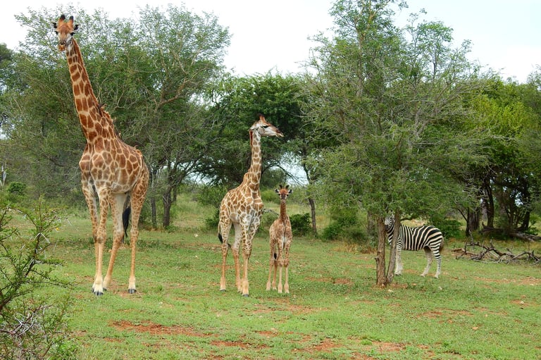 African savanna scene with two giraffes and a zebra grazing among scattered trees and green grassland
