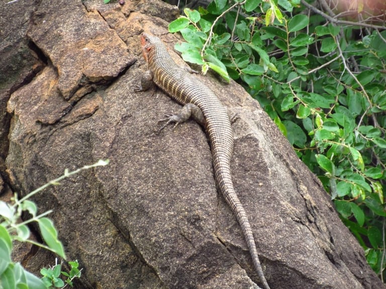A lizard with tan and brown striped skin rests on a gray rock surrounded by green vegetation