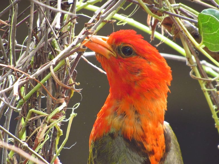 Bright red and orange parrot perched among green vine branches, head in profile showing distinctive eye and beak