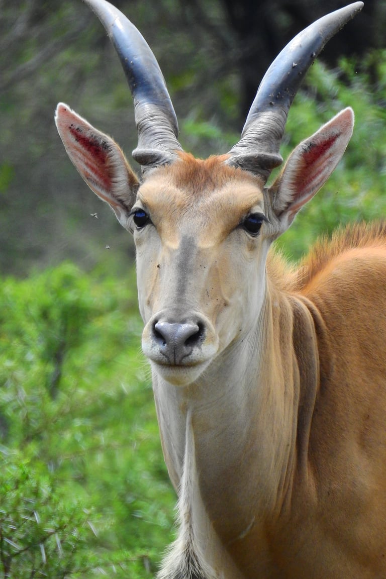 Close-up of an eland with long curved horns, tan and white coat, looking directly at camera with green foliage background