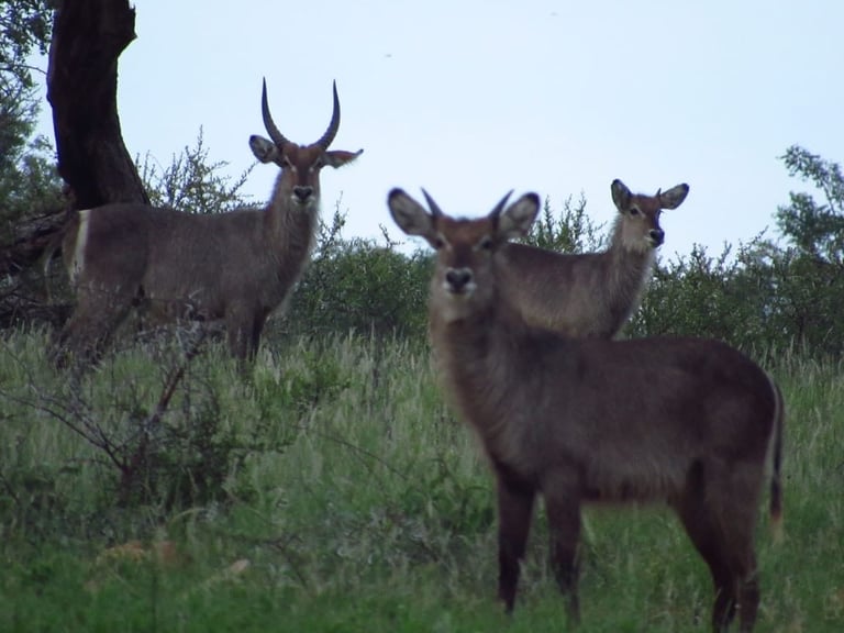 Three antelope with curved horns grazing in grassland with trees and brush in background