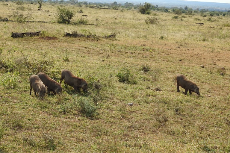 Three warthogs grazing in an African savanna landscape with dry grass and scattered vegetation